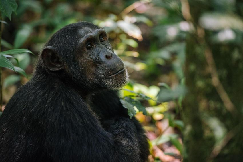 Kibale Forrest NP, Uganda