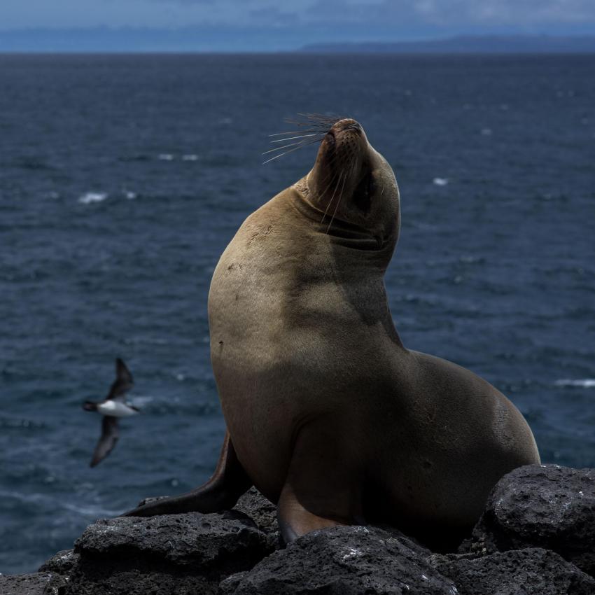 Galapagos, Ecuador